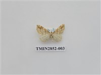 藏品(尺蛾573)的圖片